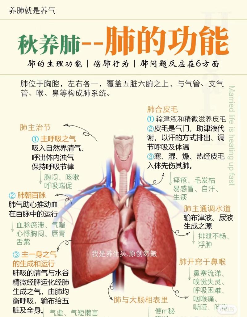 中医如何养肺