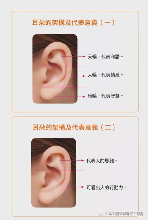 耳朵类型图解的相关图片