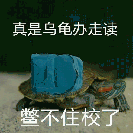 龟龟是什么梗的相关图片